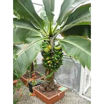 Banana Plants